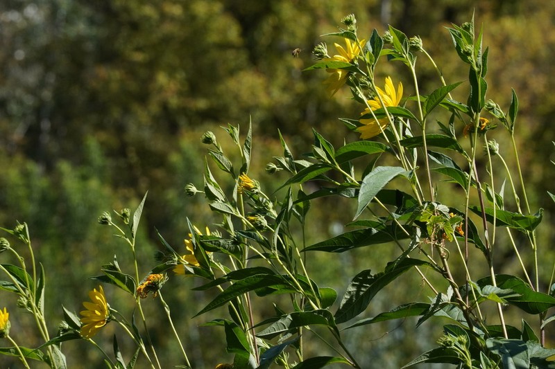 Jerusalem Artichoke photo 7