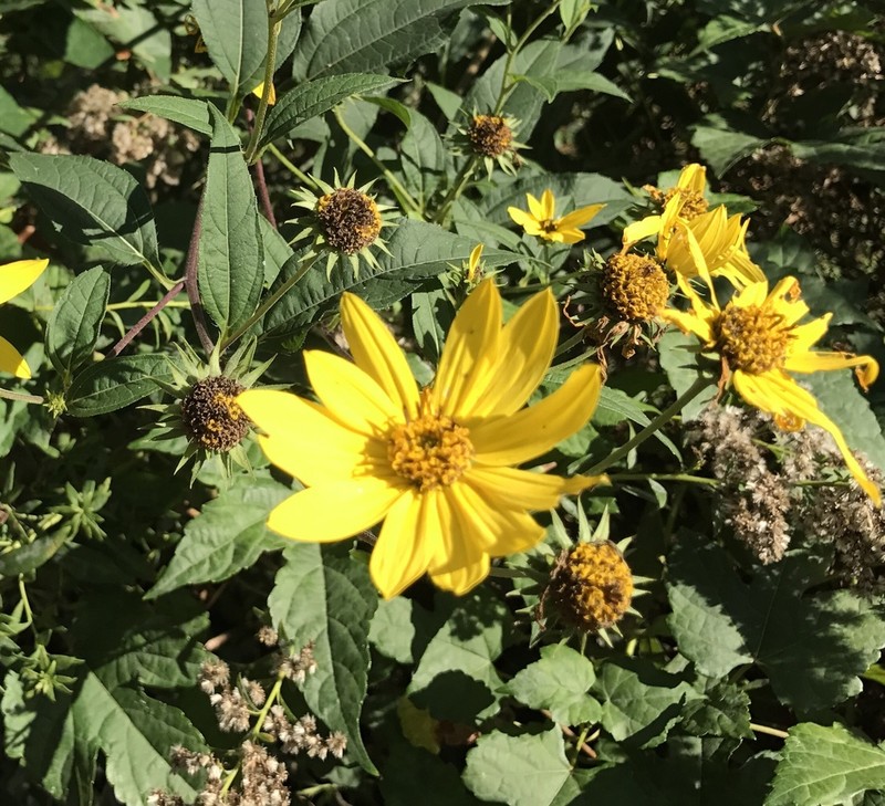Jerusalem Artichoke photo 8