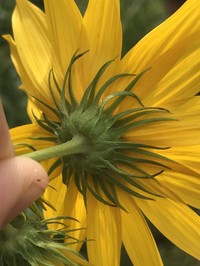 Whorled Sunflower