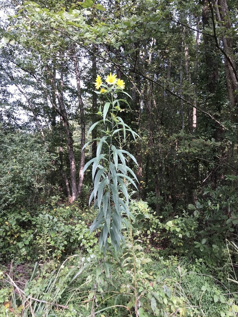 Whorled Sunflower photo 2