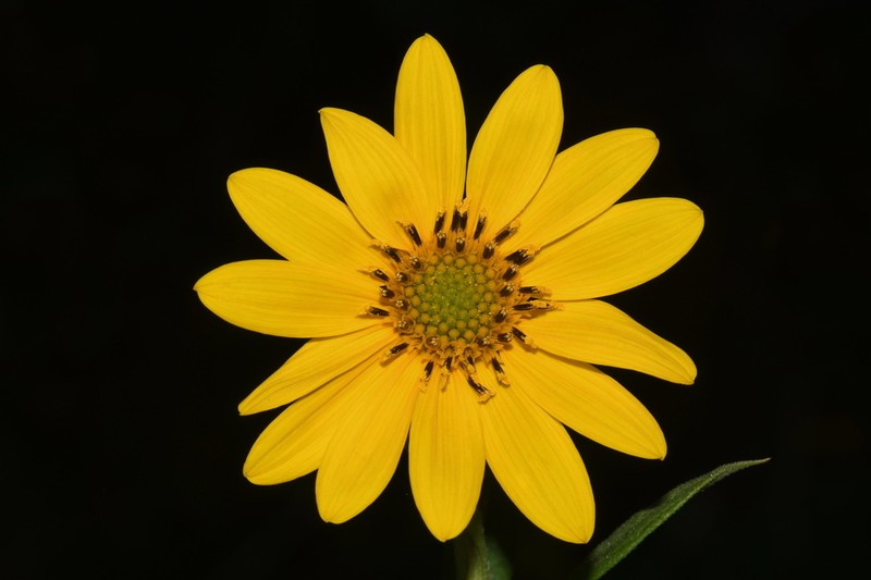 Whorled Sunflower photo 4
