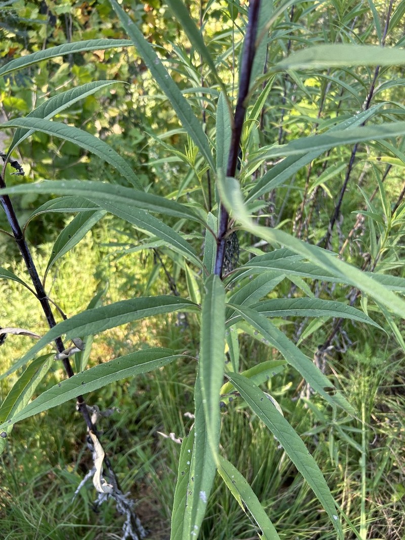 Whorled Sunflower photo 5