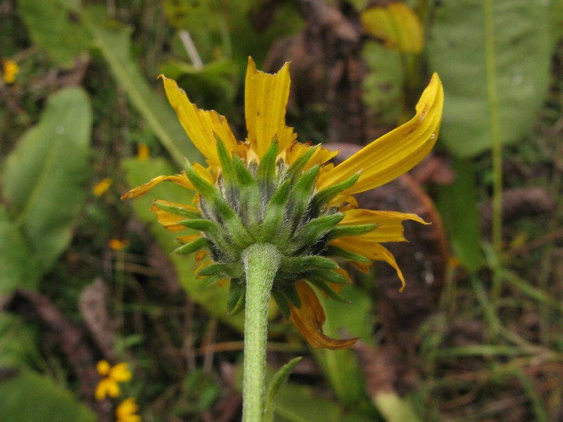 Whorled Sunflower photo 6
