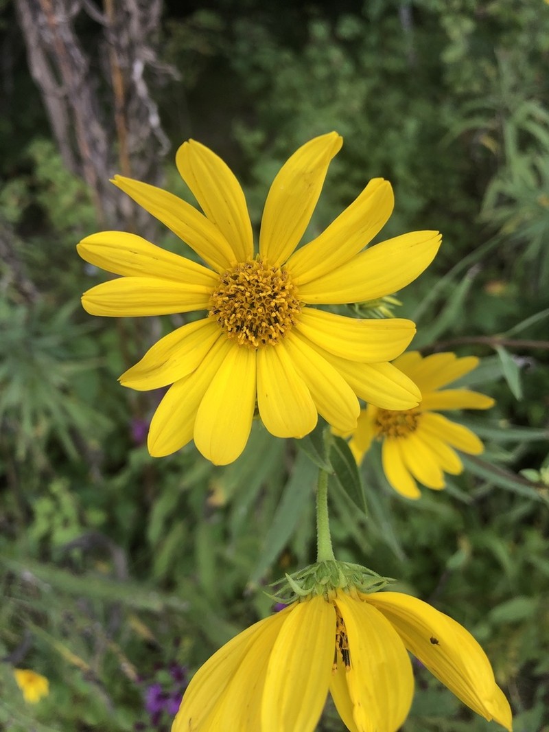 Whorled Sunflower photo 7