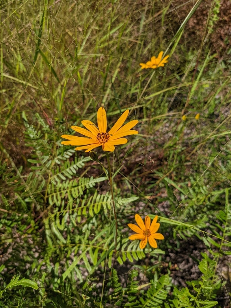 Helianthus waccamawensis