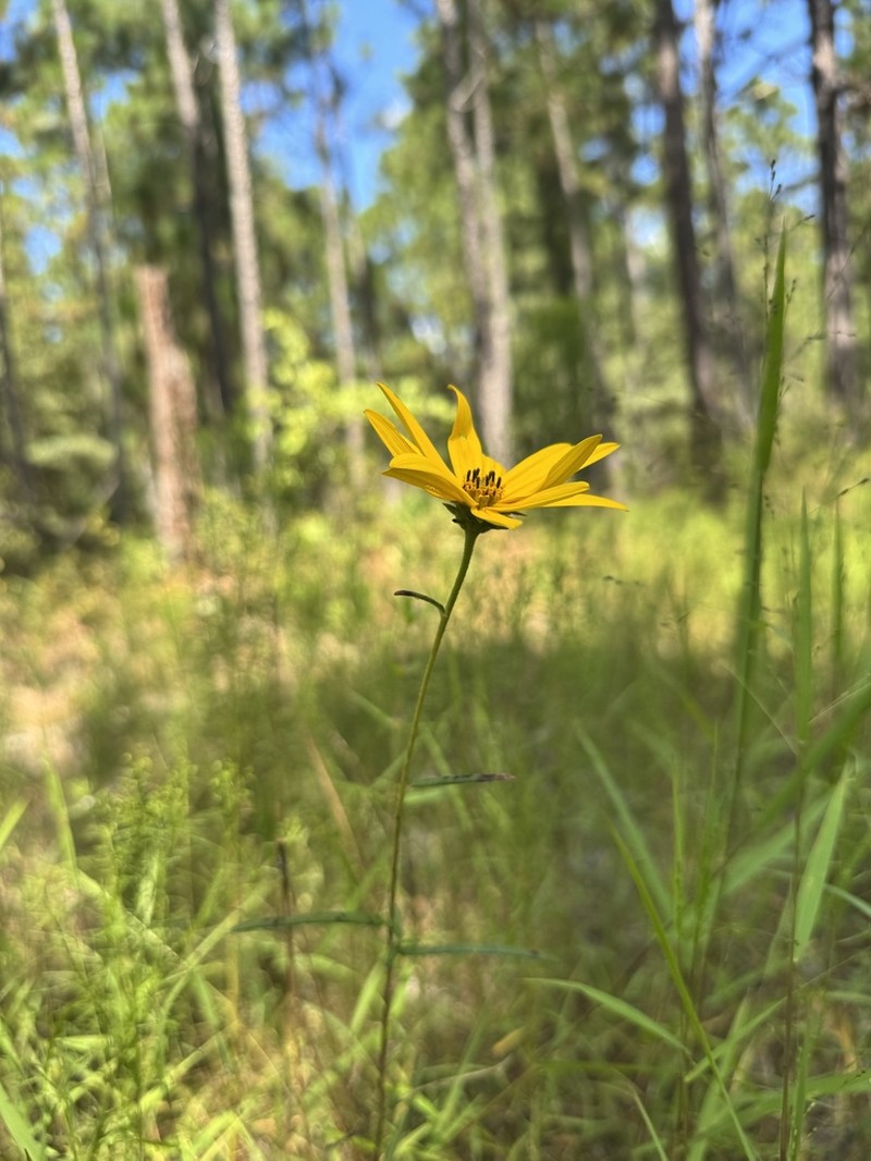 Helianthus waccamawensis photo 2