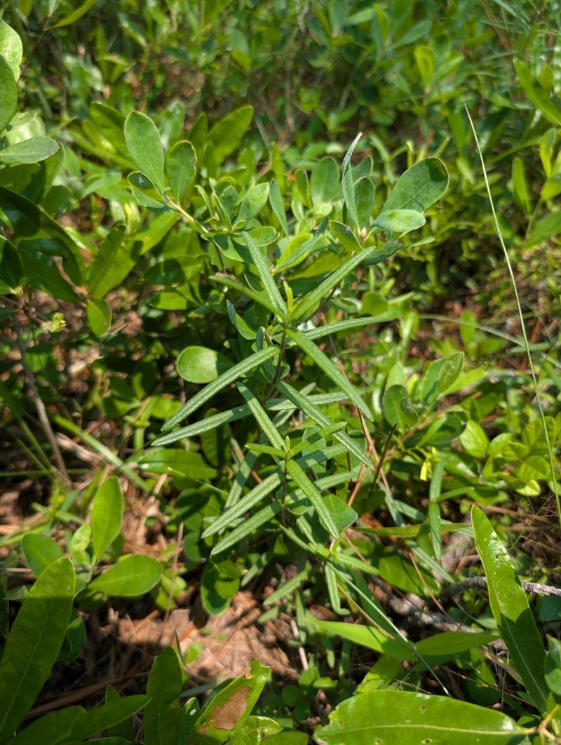 Helianthus waccamawensis photo 3