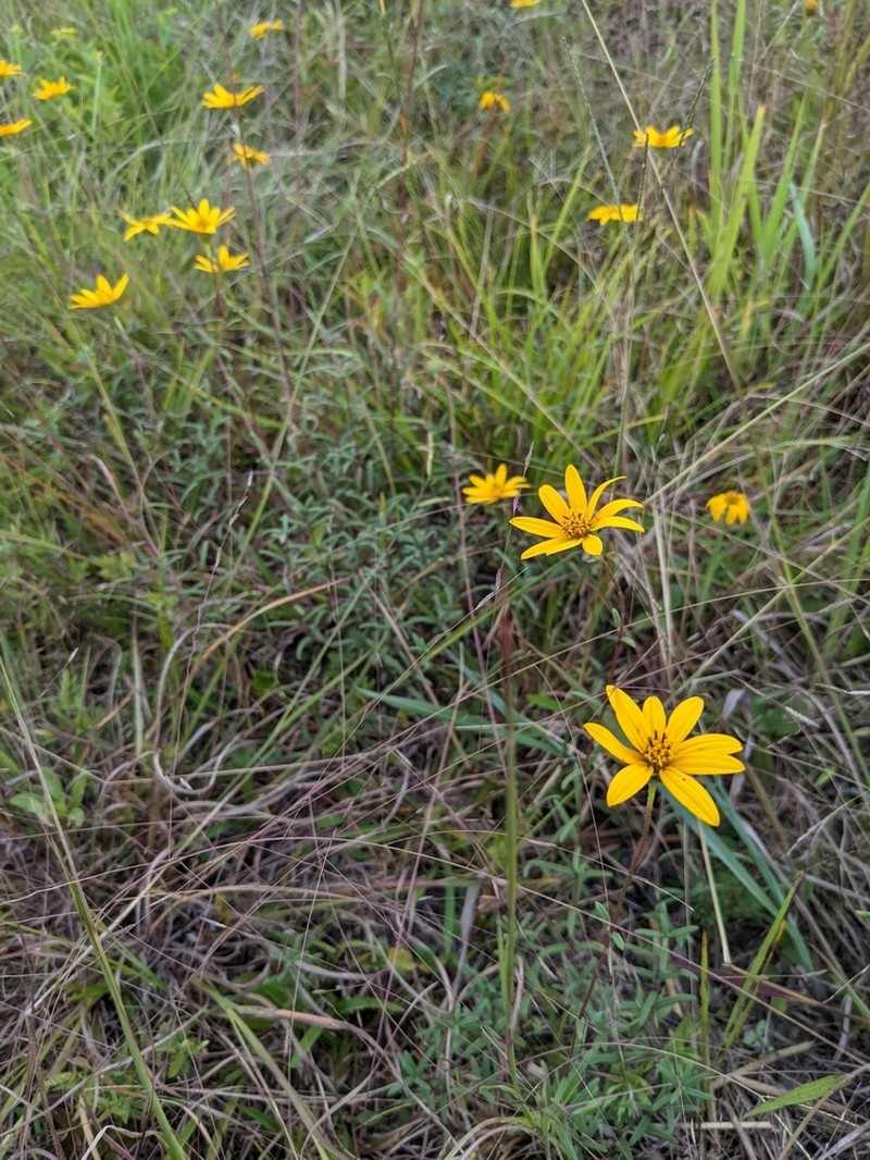 Helianthus waccamawensis photo 4