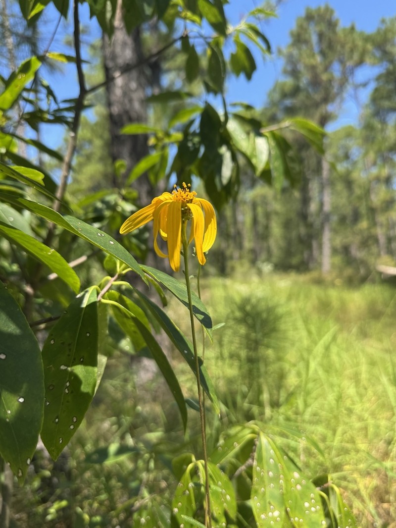 Helianthus waccamawensis photo 5
