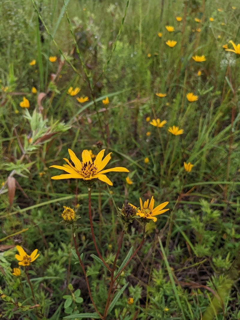 Helianthus waccamawensis photo 6