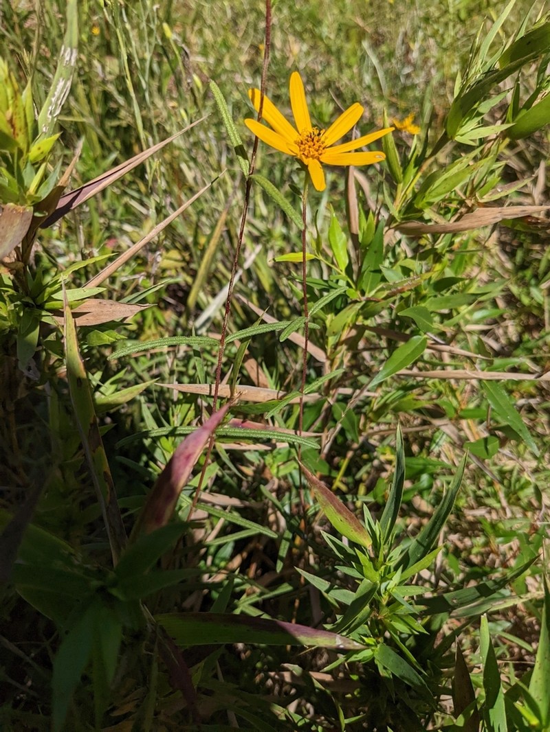 Helianthus waccamawensis photo 7