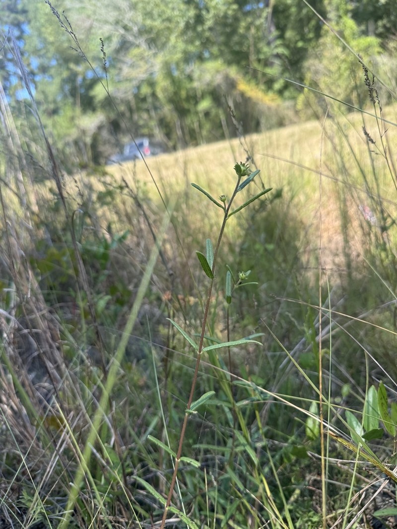Helianthus waccamawensis photo 8