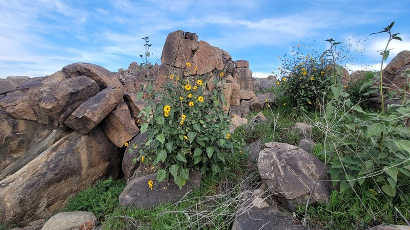 Helianthus winteri photo 2
