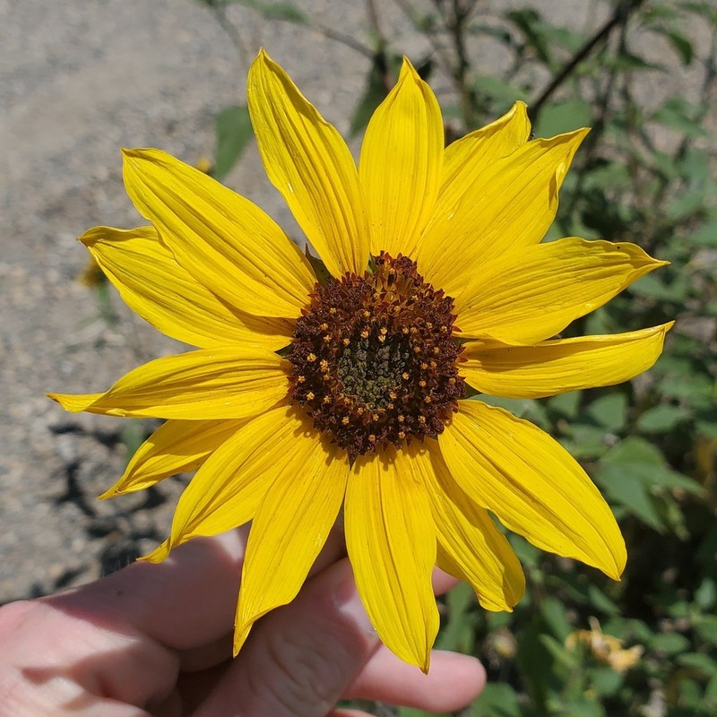 Helianthus winteri photo 3