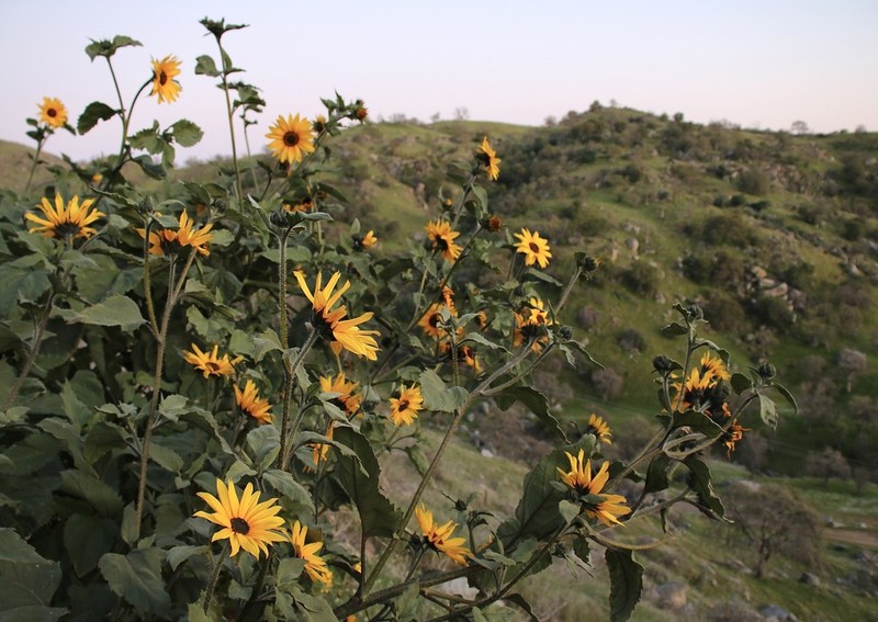 Helianthus winteri photo 4