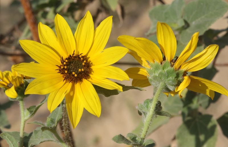 Helianthus winteri photo 5