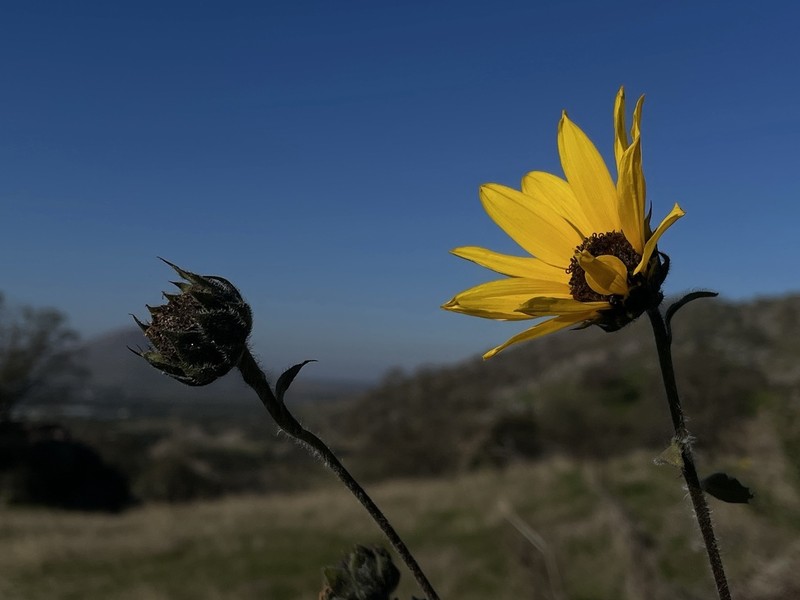 Helianthus winteri photo 6