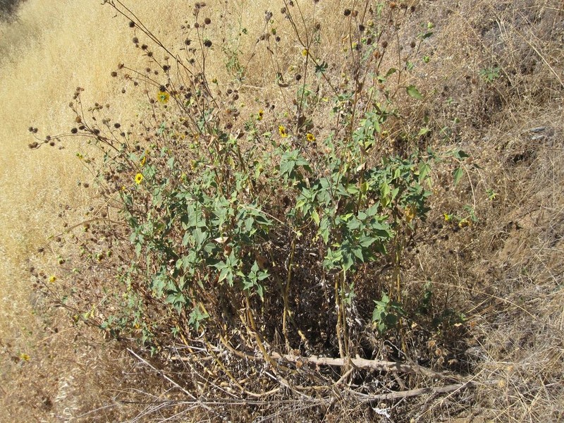 Helianthus winteri photo 7