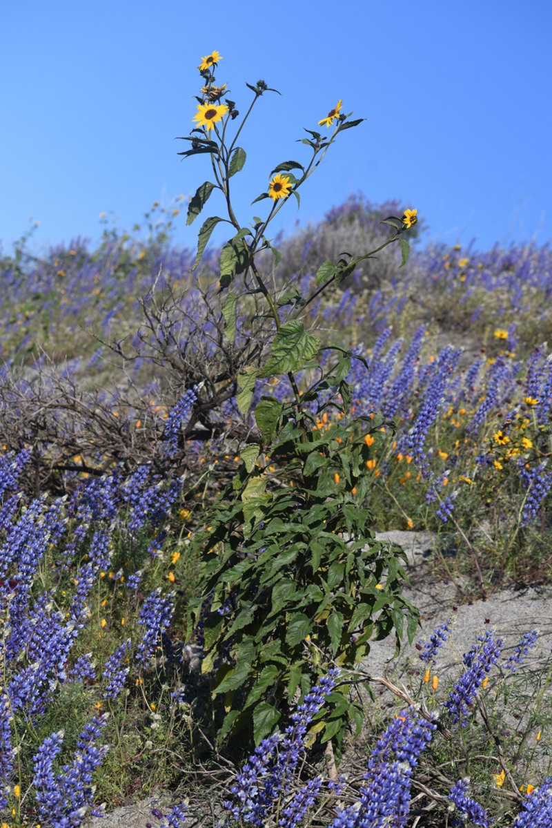 Helianthus winteri photo 8
