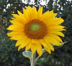 Cheerful Sunflower photo 8