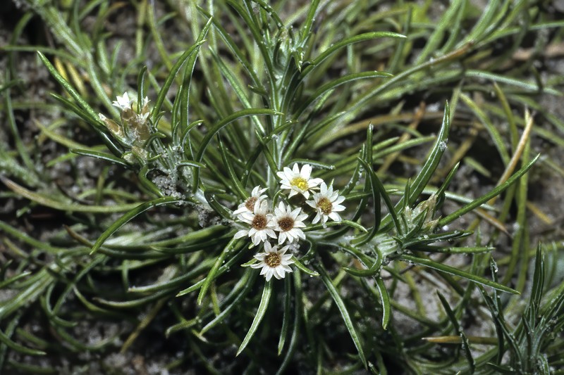 Helichrysopsis septentrionalis