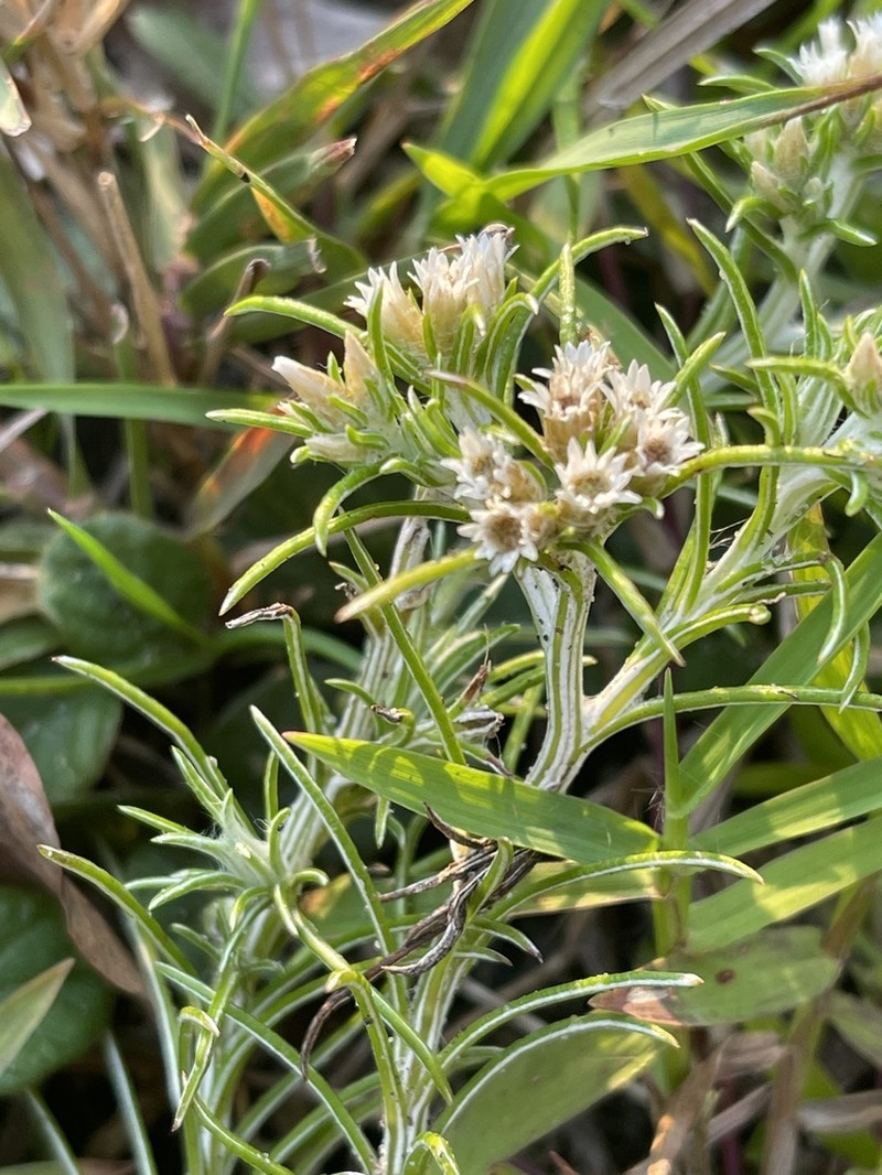 Helichrysopsis septentrionalis photo 3