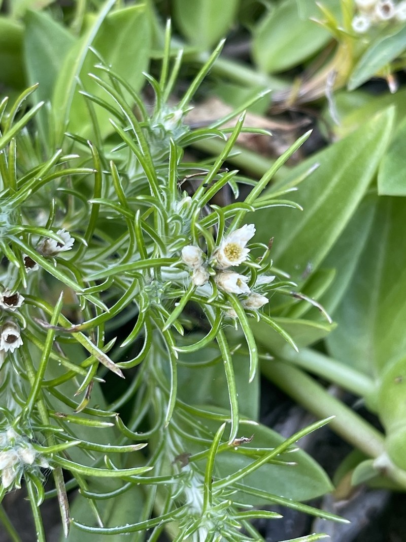 Helichrysopsis septentrionalis photo 4