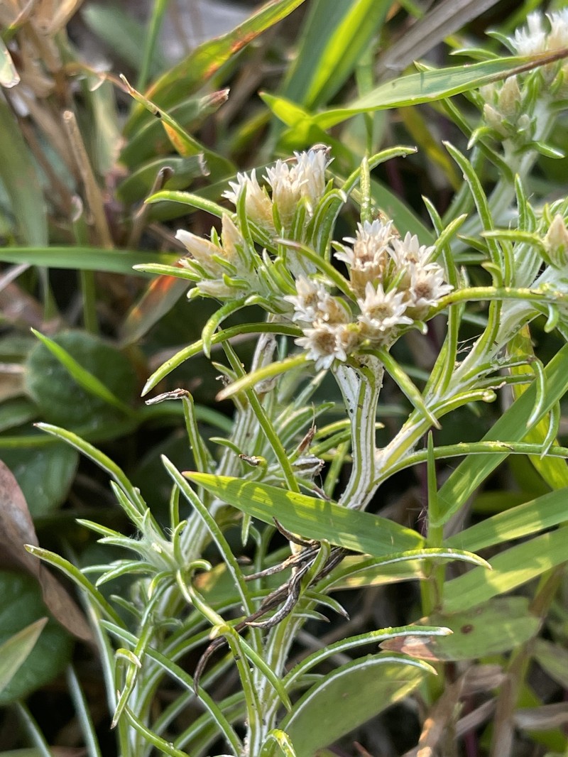 Helichrysopsis septentrionalis photo 5