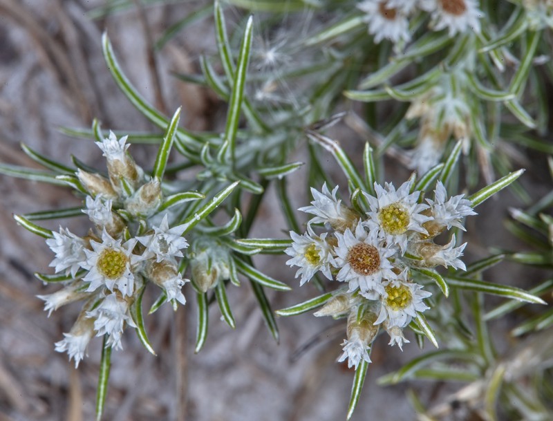 Helichrysopsis septentrionalis photo 6