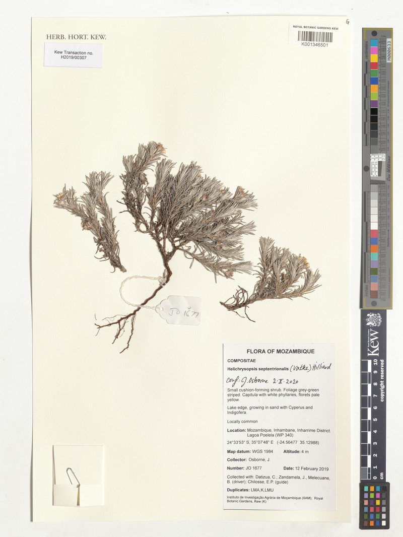 Helichrysopsis septentrionalis photo 7