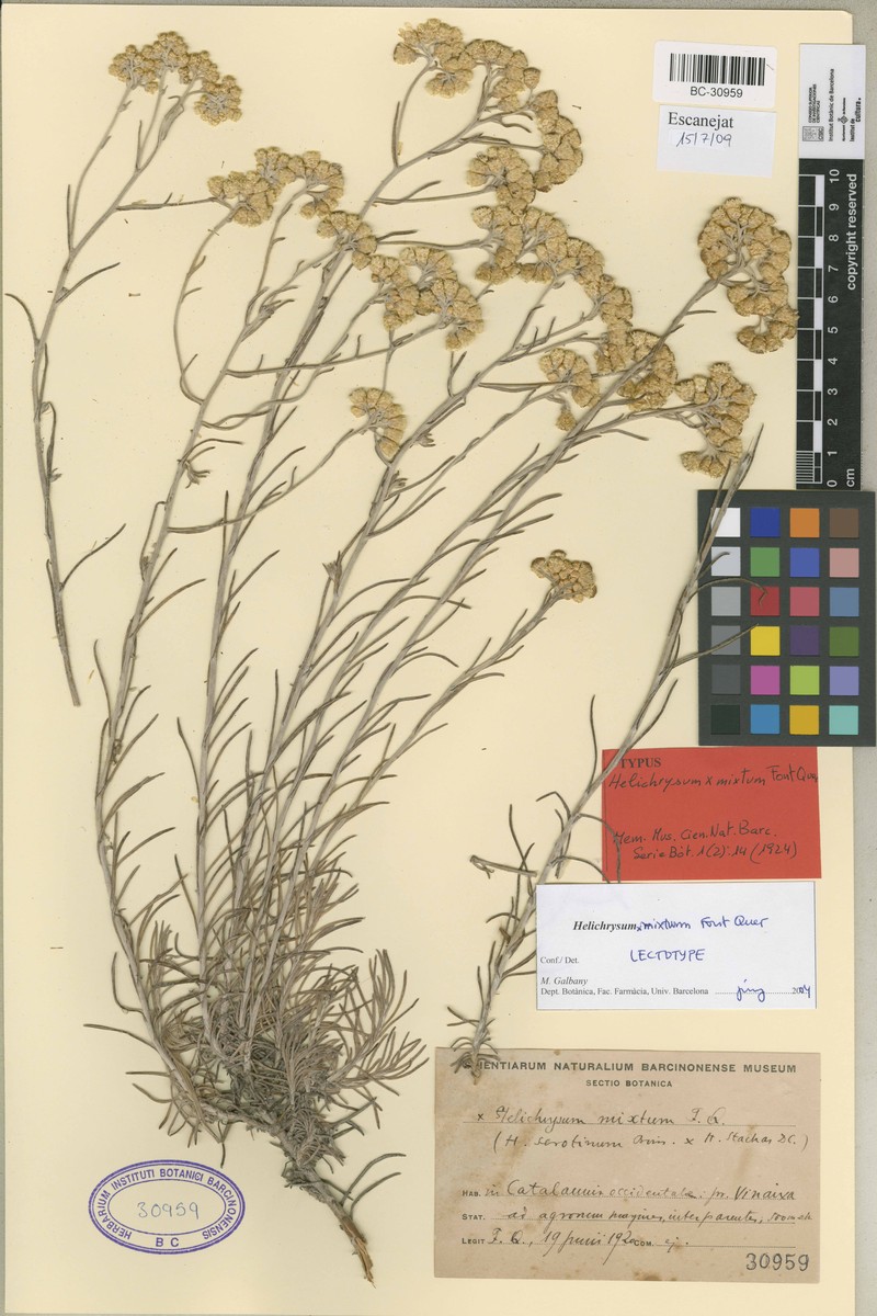 Helichrysum × fontqueri