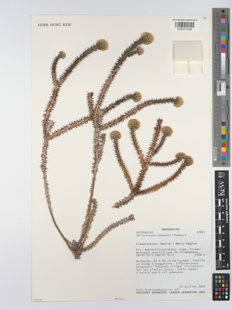 Helichrysum abbayesii
