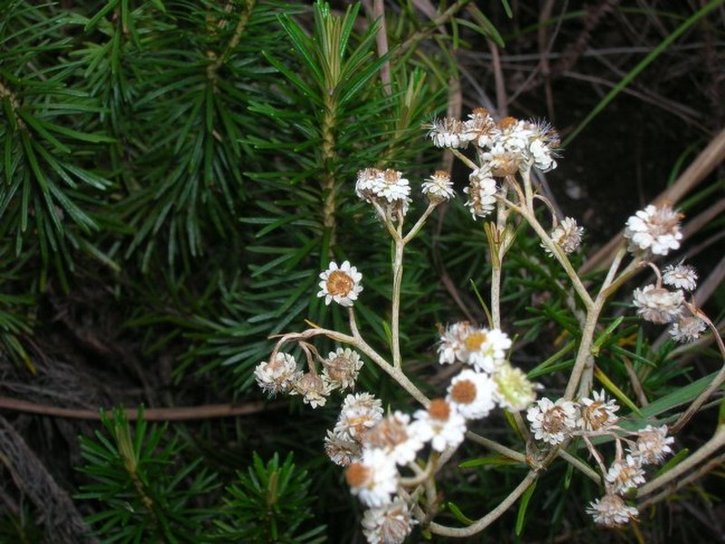 Helichrysum abietifolium