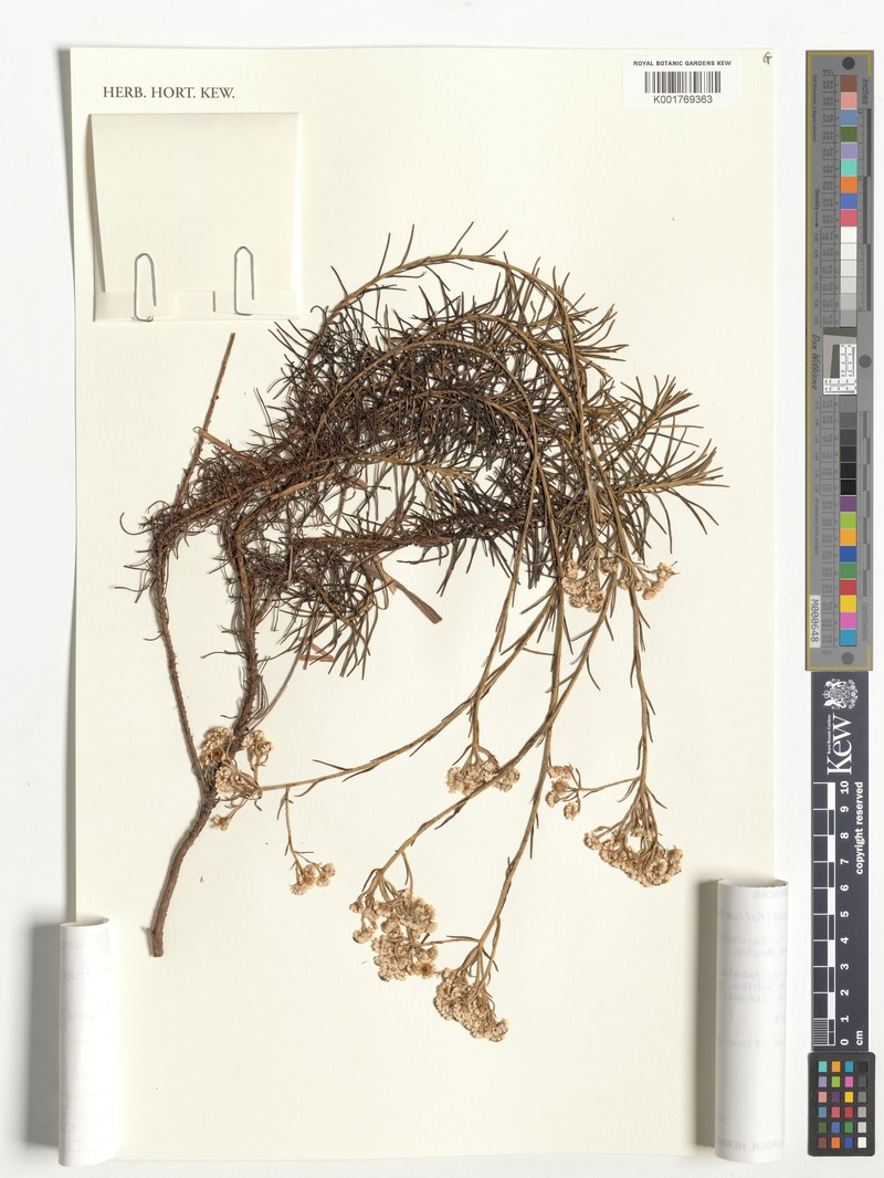 Helichrysum abietifolium photo 2
