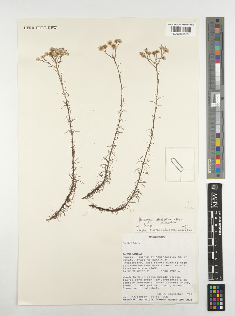 Helichrysum abietifolium subsp. abietifolium