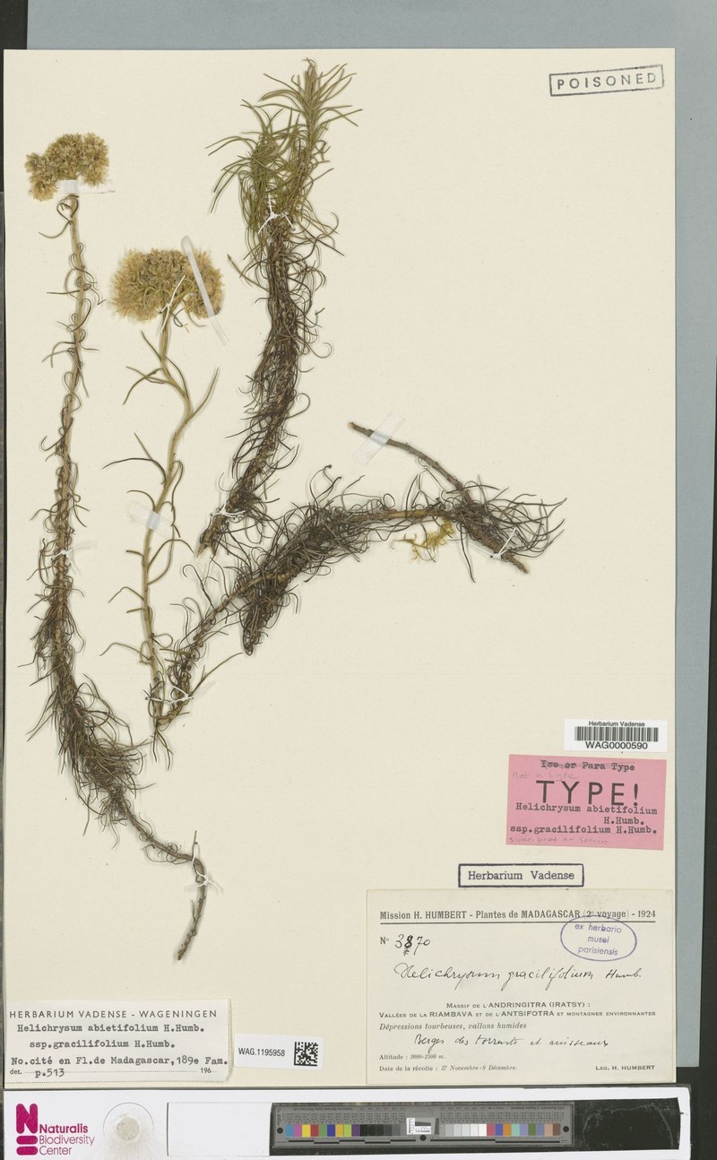 Helichrysum abietifolium subsp. gracilifolium