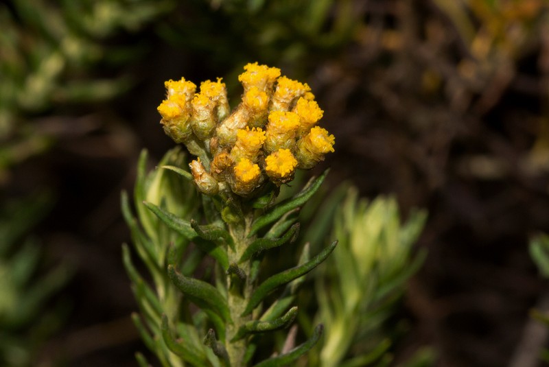 Helichrysum abietinum photo 2