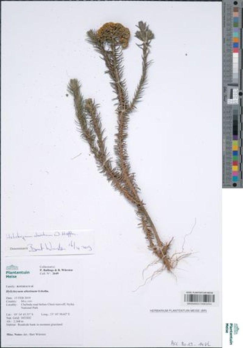 Helichrysum abietinum photo 3