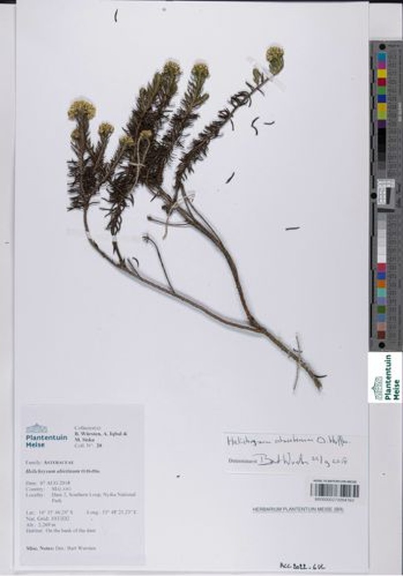 Helichrysum abietinum photo 4