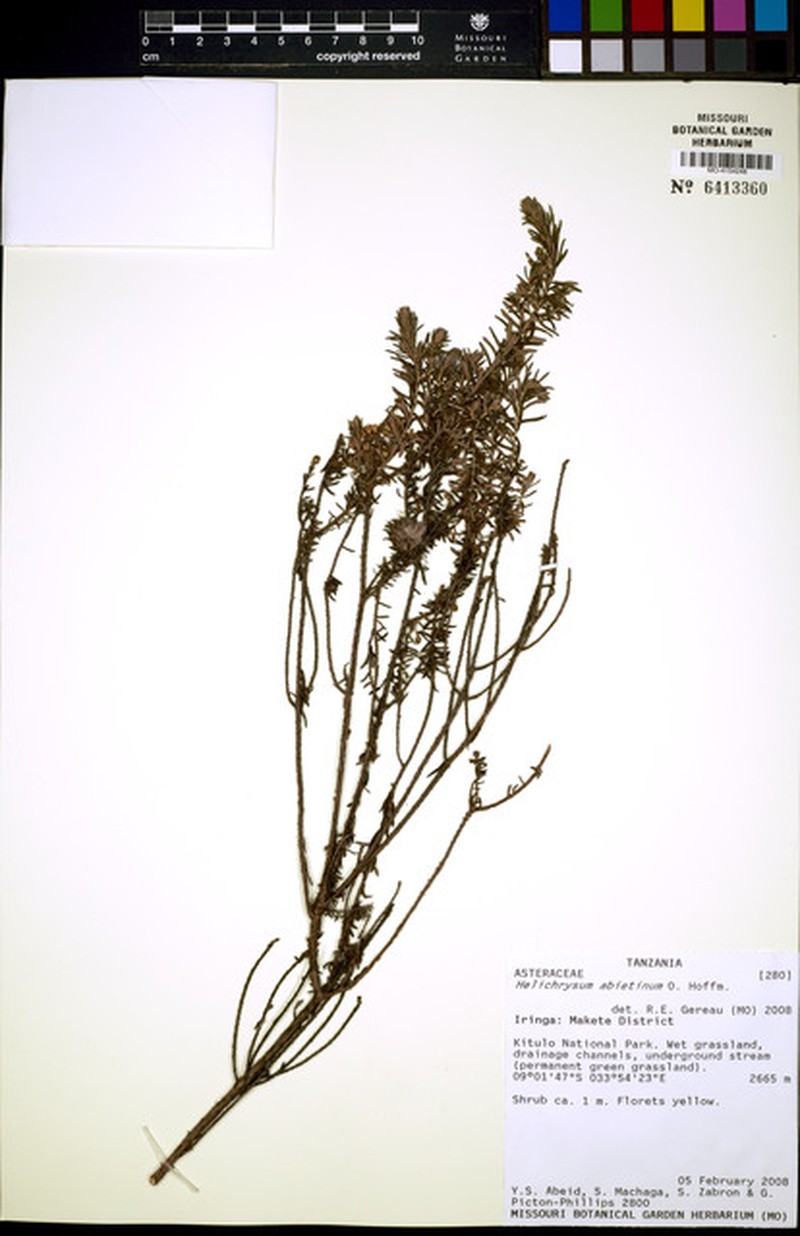 Helichrysum abietinum photo 5