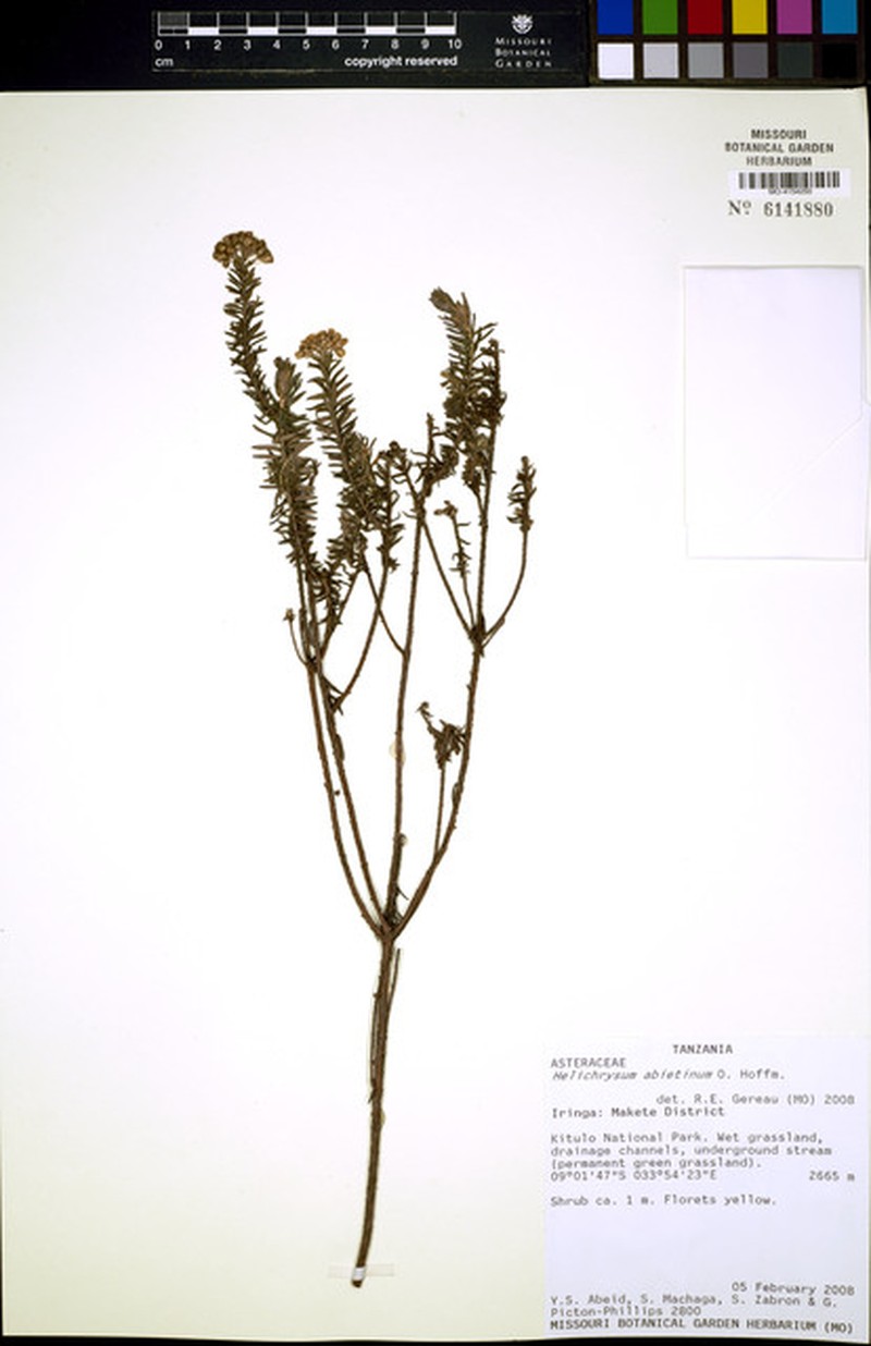 Helichrysum abietinum photo 6