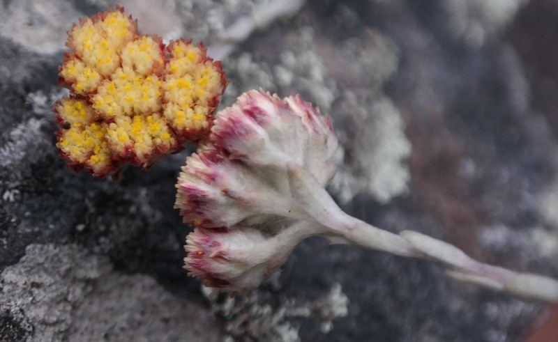 Helichrysum acervatum