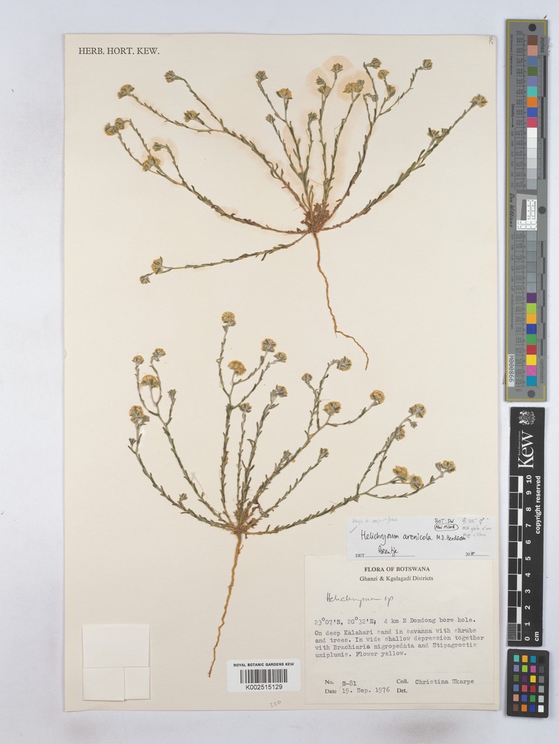 Helichrysum acervatum photo 3