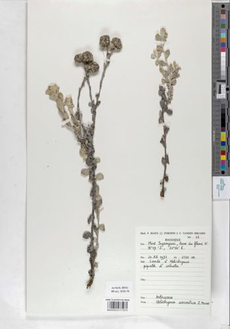 Helichrysum acervatum photo 5