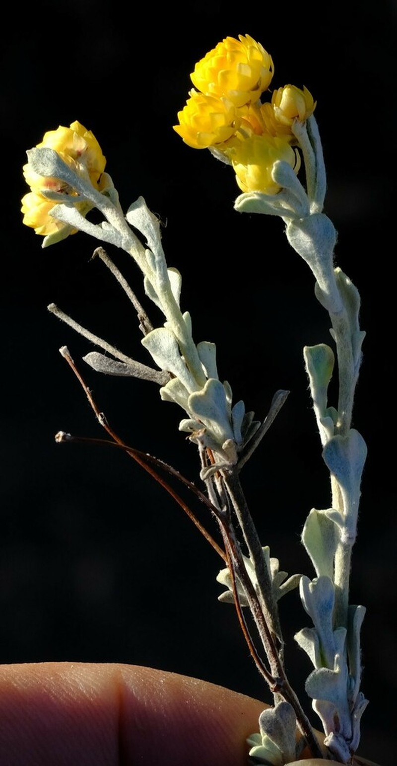 Helichrysum acrophilum