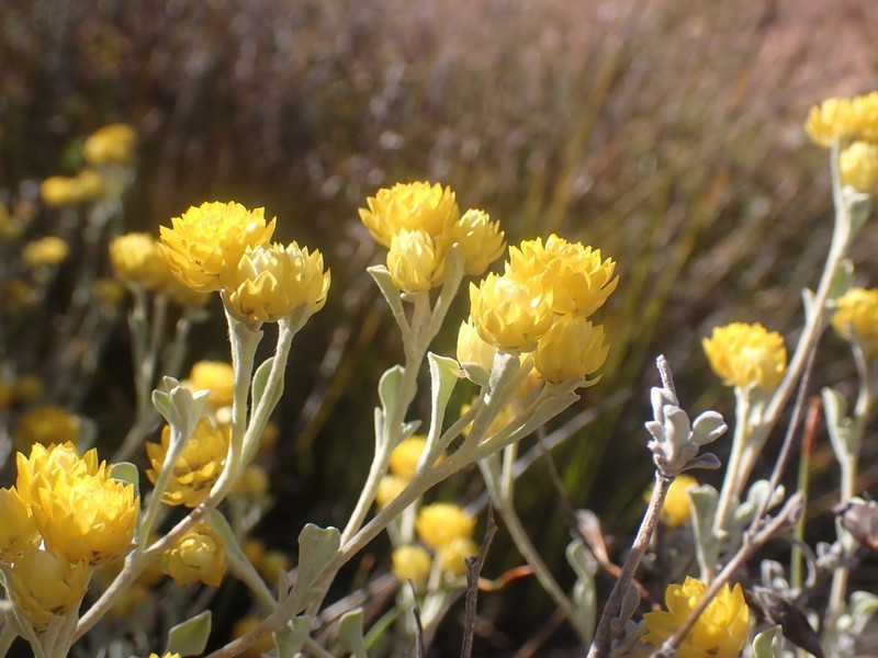 Helichrysum acrophilum photo 2