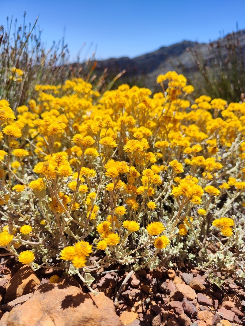 Helichrysum acrophilum photo 3
