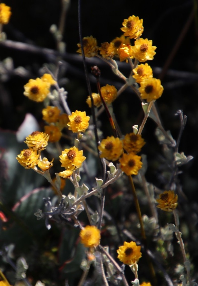 Helichrysum acrophilum photo 4
