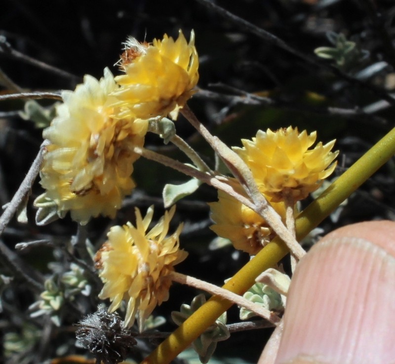 Helichrysum acrophilum photo 5