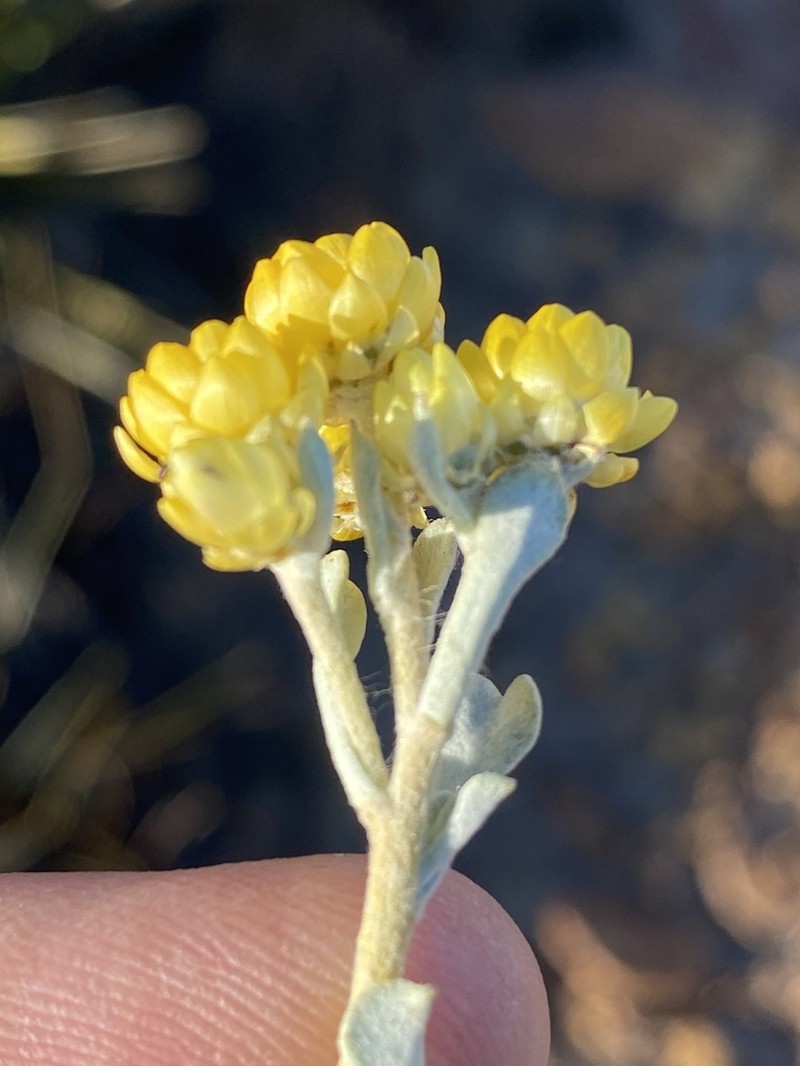 Helichrysum acrophilum photo 6